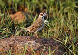 Lark Sparrow