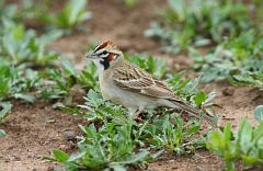 Lark Sparrow