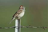 Lark Sparrow