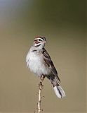 Lark Sparrowborder=