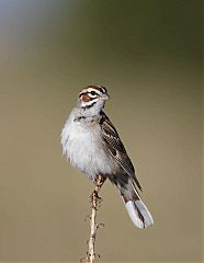 Lark Sparrow