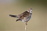 Lark Sparrow