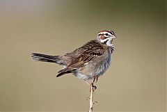 Lark Sparrow