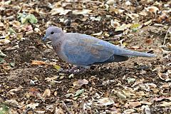 Laughing Dove