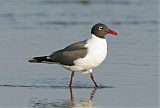 Laughing Gull