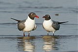 Laughing Gull