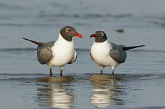 Laughing Gull