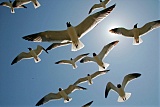 Laughing Gull