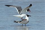 Laughing Gull