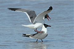 Laughing Gull