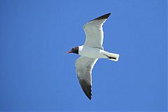 Laughing Gull