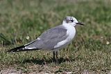 Laughing Gull