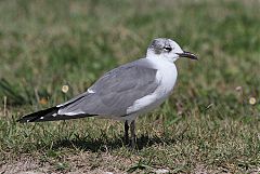 Laughing Gull