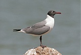 Laughing Gull