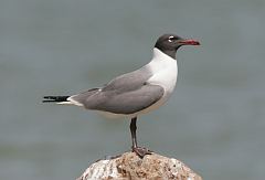 Laughing Gull