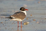 Laughing Gull