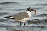 Laughing Gull