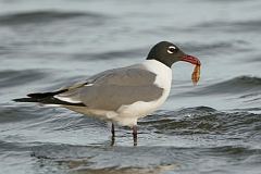 Laughing Gull