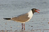 Laughing Gull