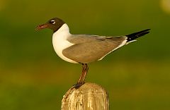 Laughing Gull