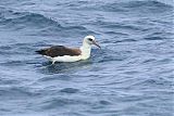 Laysan Albatrossborder=