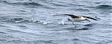 Laysan Albatrossborder=