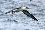 Laysan Albatrossborder=