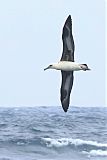 Laysan Albatrossborder=