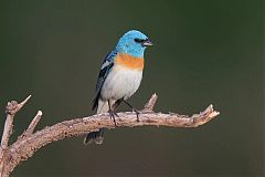 Lazuli Bunting