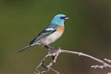 Lazuli Bunting