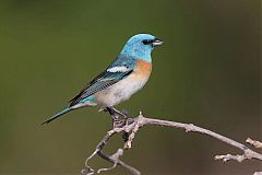 Lazuli Bunting