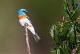 Lazuli Bunting