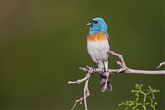 Lazuli Bunting