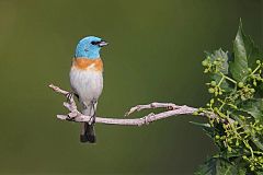 Lazuli Bunting