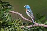 Lazuli Bunting