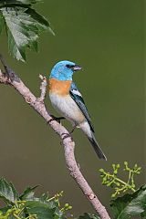 Lazuli Bunting