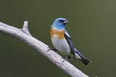 Lazuli Bunting