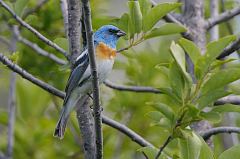 Lazuli Bunting