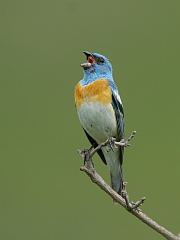 Lazuli Bunting