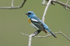 Lazuli Bunting