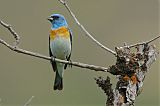 Lazuli Bunting