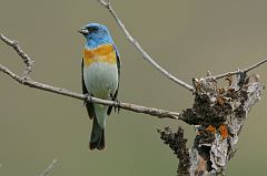 Lazuli Bunting