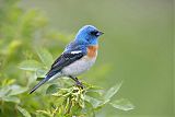 Lazuli Bunting