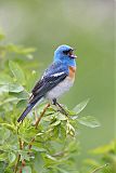 Lazuli Bunting