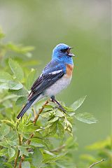 Lazuli Bunting