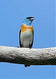 Lazuli Bunting