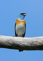 Lazuli Bunting