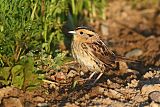 LeConte's Sparrow