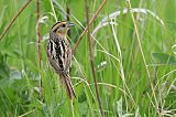 LeConte's Sparrow