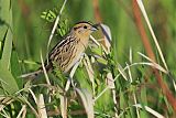 LeConte's Sparrowborder=